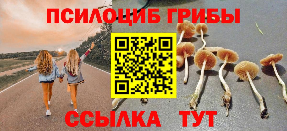 Псилоцибиновые грибы Psilocybe  Бердск 