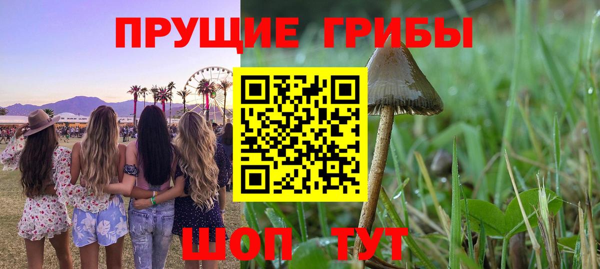 Псилоцибиновые грибы Psilocybine cubensis  купить наркоту  Бердск  Галлюциногенные грибы ЛСД  Вход с VPN 